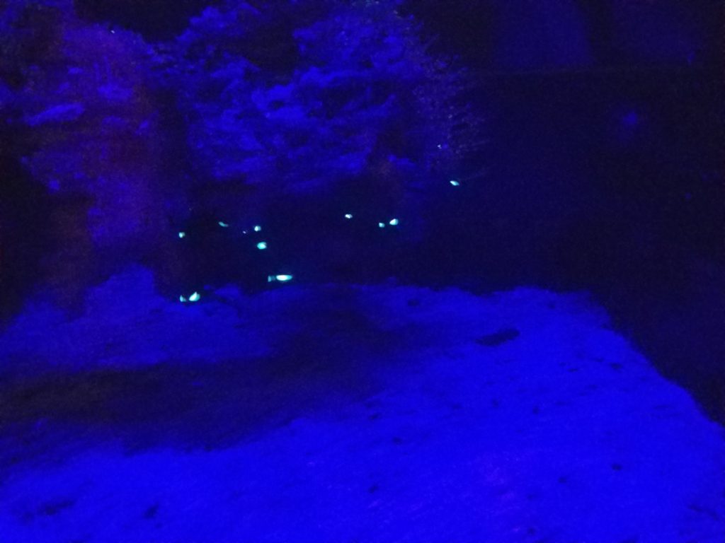 DWA Flashlight fish